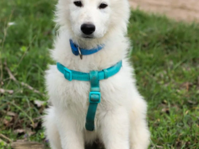 Perros Pastor Blanco Suizo en venta