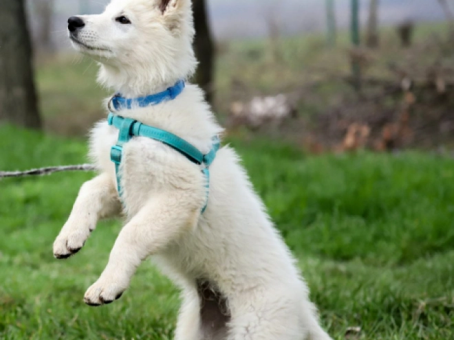 Perros Pastor Blanco Suizo en venta