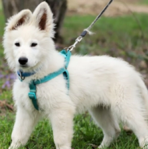 White Swiss Shepherd Dog puppy for sale