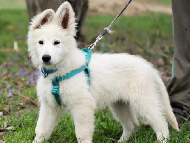 Perros Pastor Blanco Suizo en venta