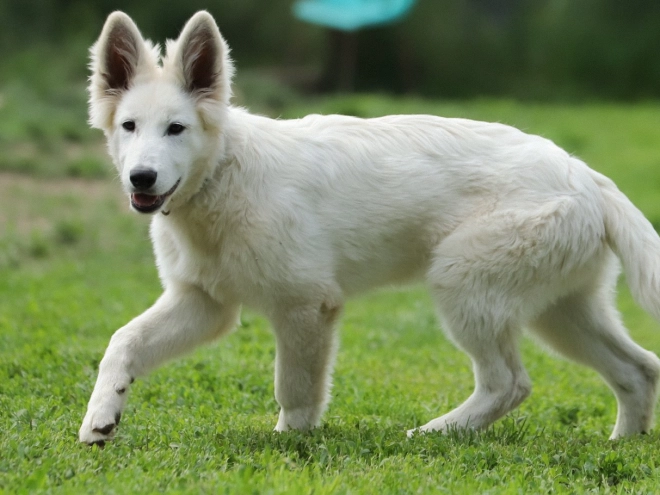 Berger Blanc Suisse Welpe kaufen