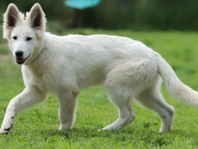 Berger Blanc Suisse Welpe kaufen