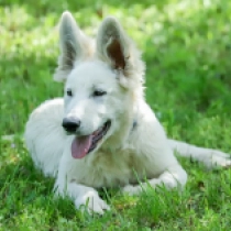 Volt, white Berger Blanc Suisse Welpen kaufen