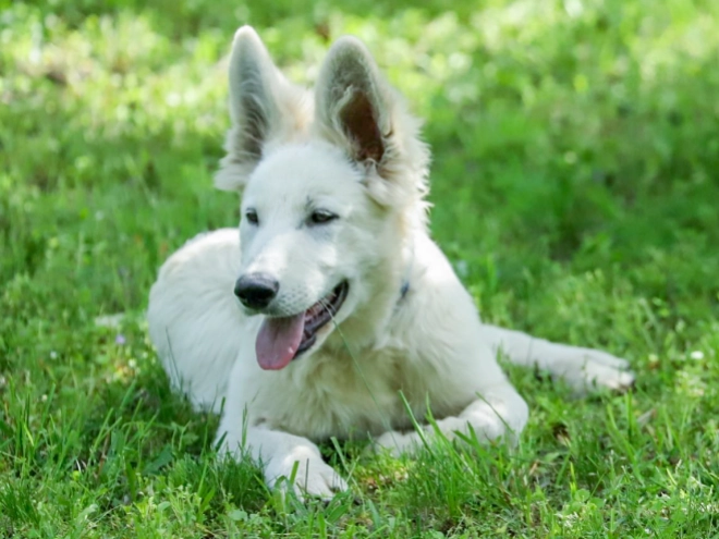 Berger Blanc Suisse Welpe kaufen