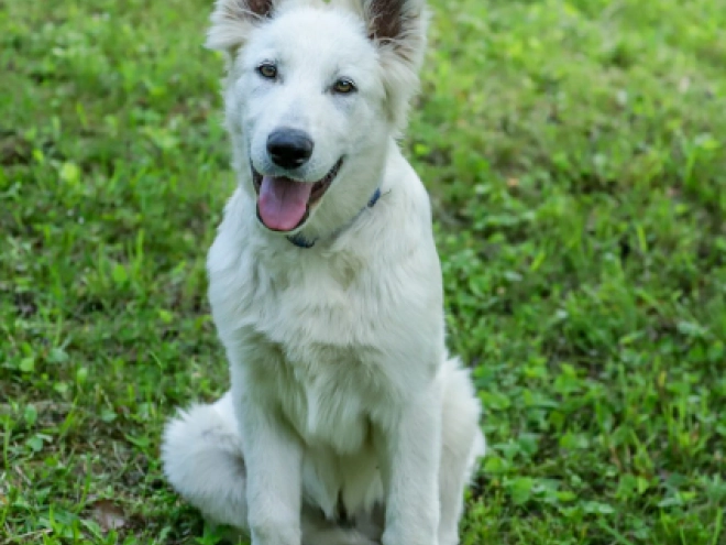 Berger Blanc Suisse Welpe kaufen