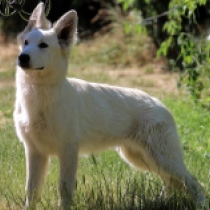 Volt, white Pastor Blanco Suizo en venta