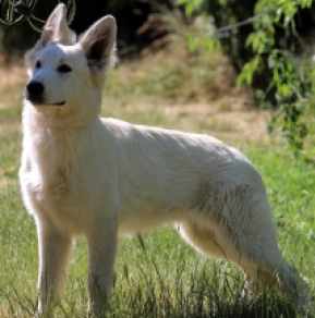 Perros Pastor Blanco Suizo en venta