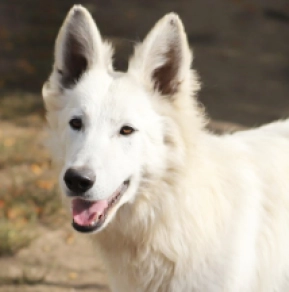 White Swiss Shepherd Dog puppy for sale
