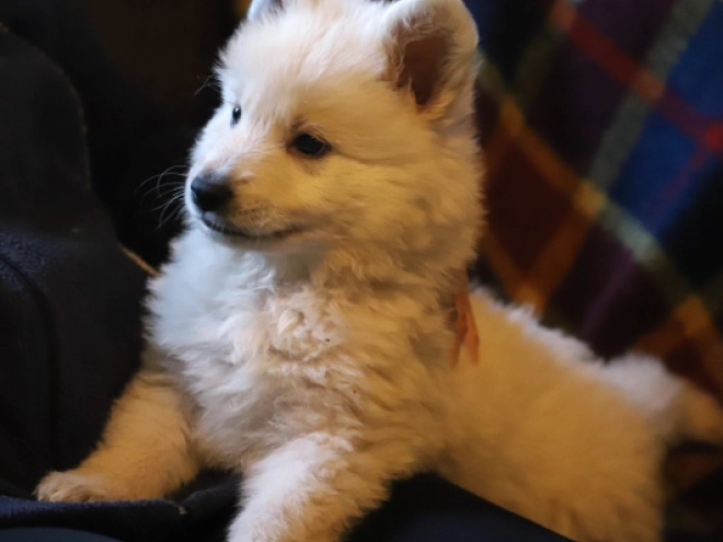 Berger Blanc Suisse Welpe zu verkaufen