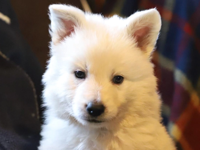 Berger Blanc Suisse Welpe zu verkaufen