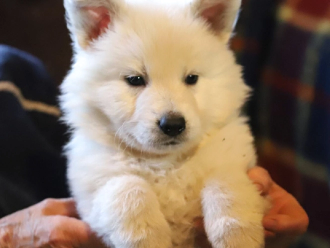Berger Blanc Suisse Welpe zu verkaufen