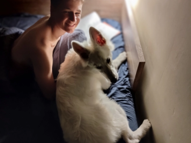 Berger Blanc Suisse Welpe kaufen
