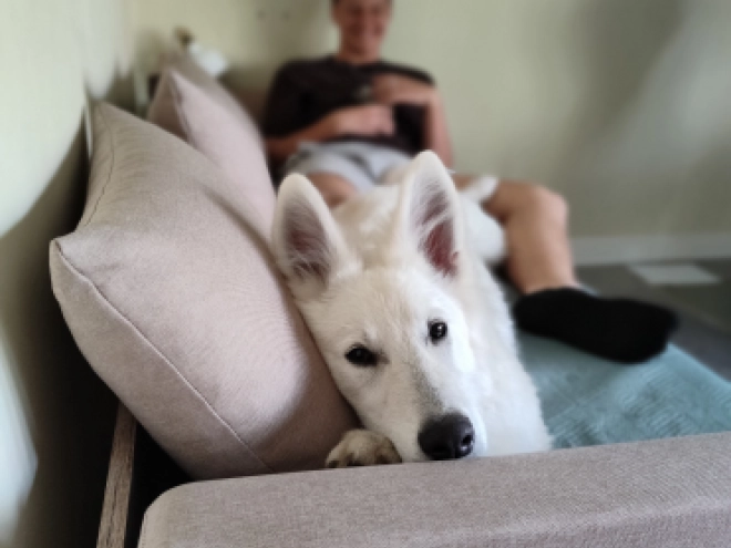Berger Blanc Suisse Welpe kaufen