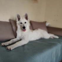 Saturn, white White Swiss Shepherd Dog for sale