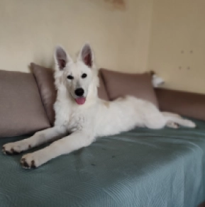 Saturn, white White Swiss Shepherd Dog for sale