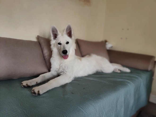 Berger Blanc Suisse Welpe kaufen