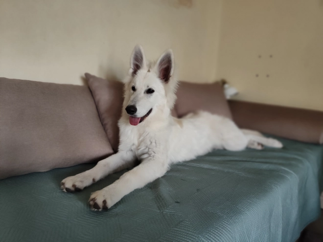 Berger Blanc Suisse Welpe kaufen