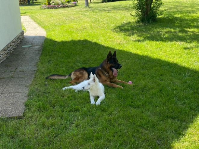 Berger Blanc Suisse Welpe kaufen
