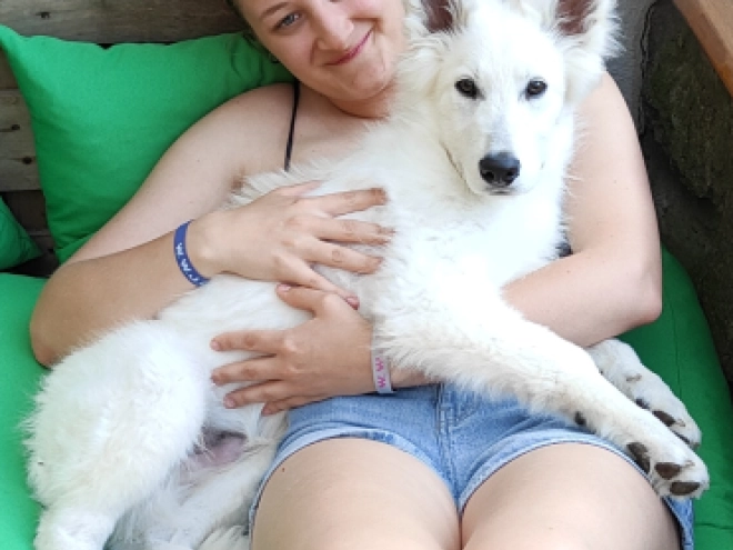 Berger Blanc Suisse Welpe kaufen