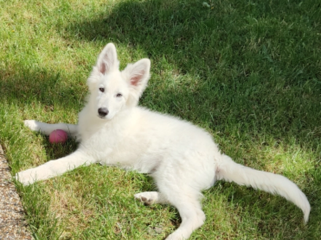 Berger Blanc Suisse Welpe kaufen