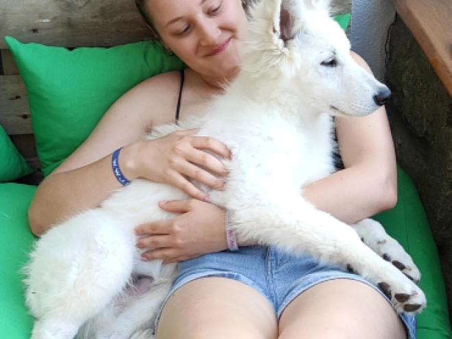 Berger Blanc Suisse Welpe kaufen
