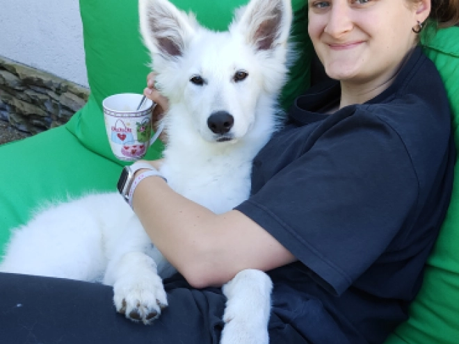Berger Blanc Suisse Welpe kaufen