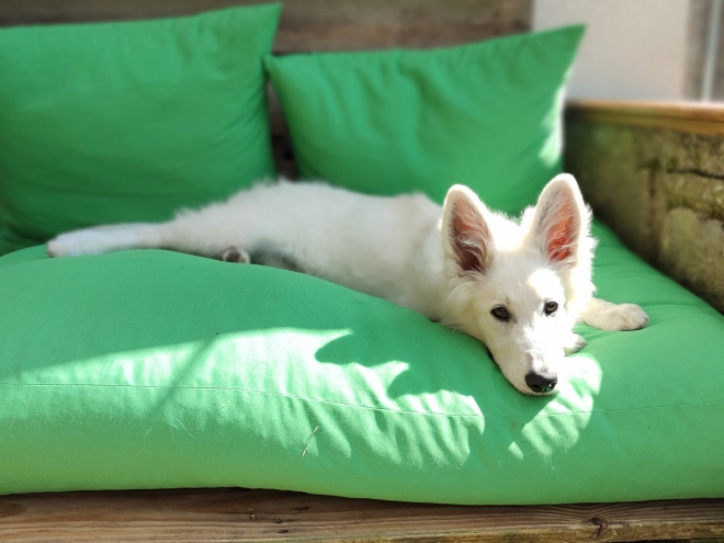 Berger Blanc Suisse Welpe kaufen