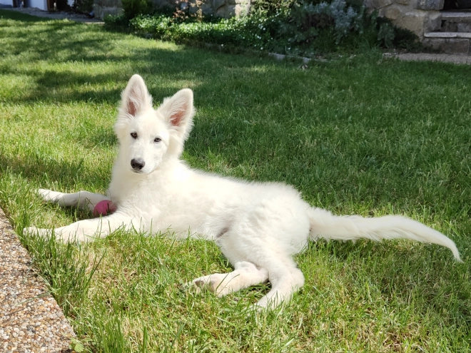 Berger Blanc Suisse Welpe kaufen