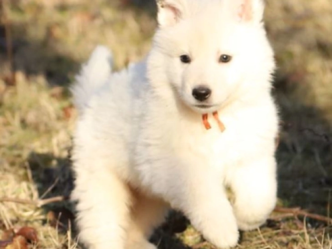 Berger Blanc Suisse Welpe zu verkaufen
