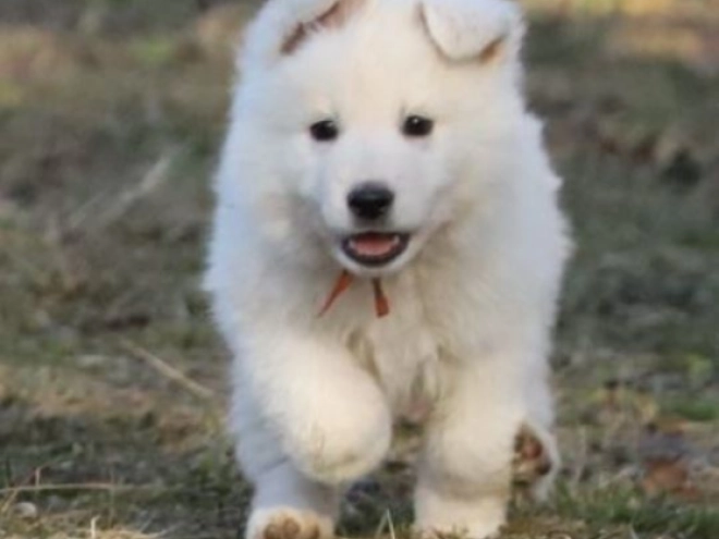 Berger Blanc Suisse Welpe zu verkaufen