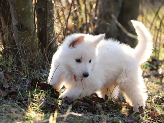 Berger Blanc Suisse Welpe zu verkaufen
