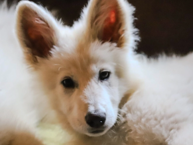 White Swiss Shepherd Dog puppy for sale
