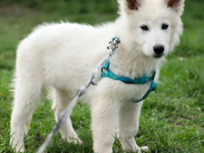 White Swiss Shepherd Dog puppy for sale