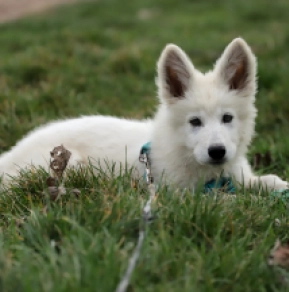 White Swiss Shepherd Dog puppy for sale