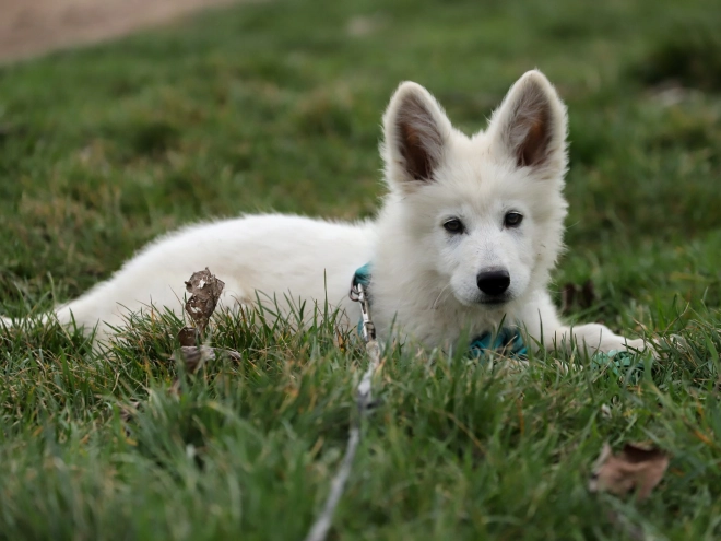 White Swiss Shepherd Dog puppy for sale