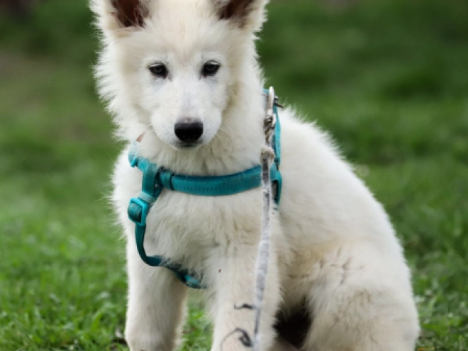 White Swiss Shepherd Dog puppy for sale