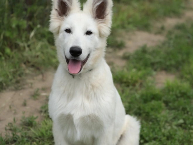 Perros Pastor Blanco Suizo en venta