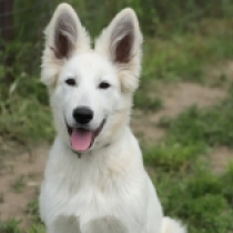 Sasquatch, white Berger Blanc Suisse Welpen kaufen