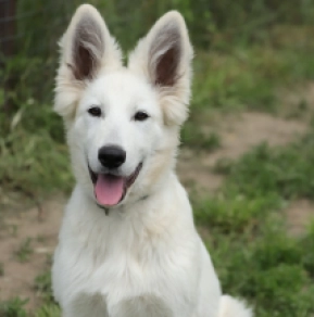 Berger Blanc Suisse Welpe kaufen