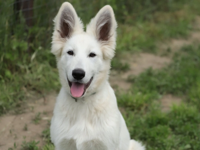 Perros Pastor Blanco Suizo en venta