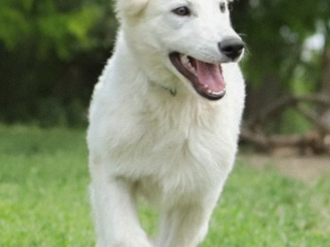 Perros Pastor Blanco Suizo en venta