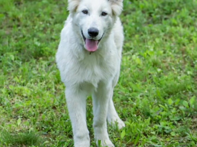 Perros Pastor Blanco Suizo en venta