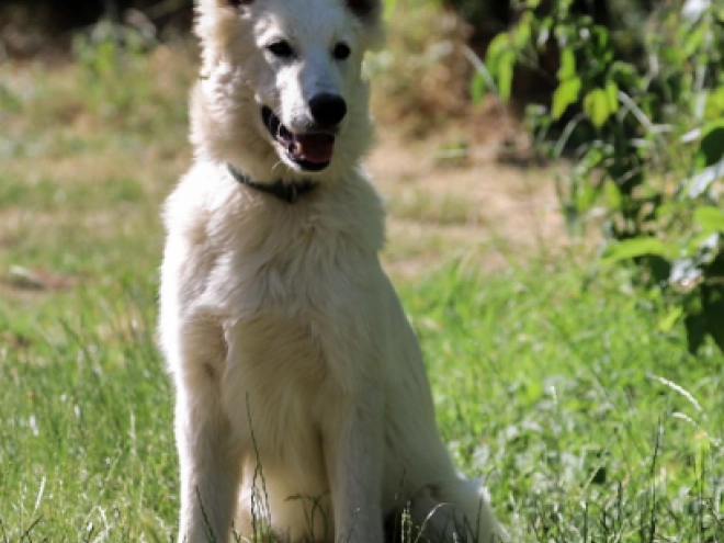 White Swiss Shepherd Dog puppy for sale