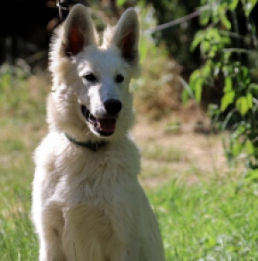 Perros Pastor Blanco Suizo en venta