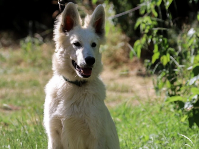 White Swiss Shepherd Dog puppy for sale