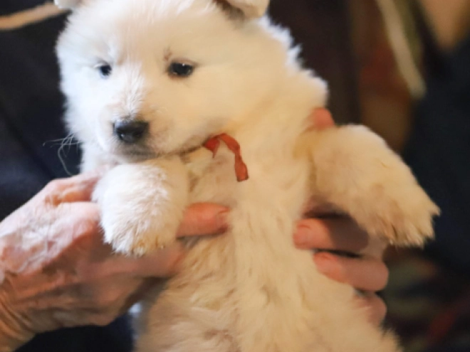 Berger Blanc Suisse Welpe zu verkaufen