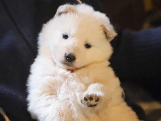 Berger Blanc Suisse Welpe zu verkaufen