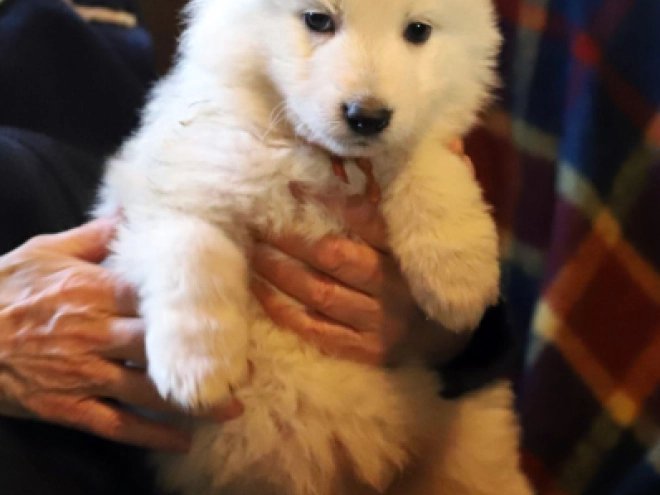 Berger Blanc Suisse Welpe zu verkaufen
