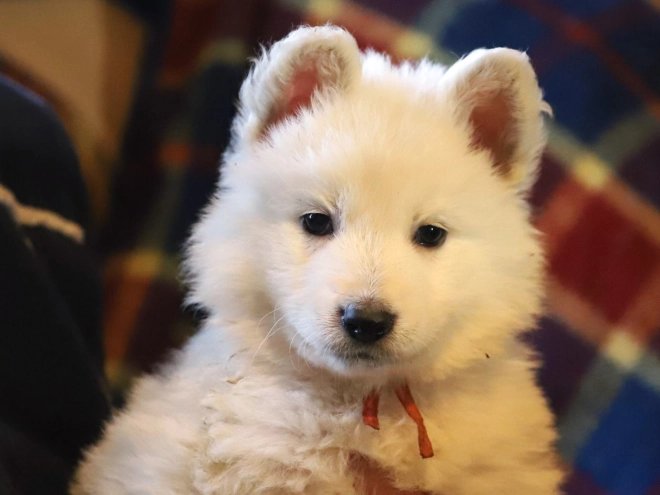 Berger Blanc Suisse Welpe zu verkaufen