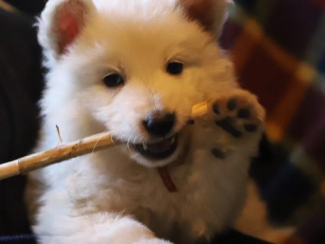 Berger Blanc Suisse Welpe zu verkaufen